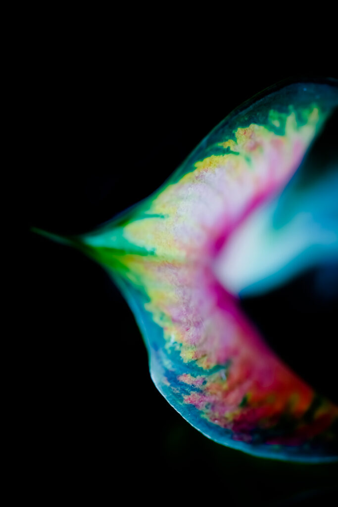 Colorful Leaf Macro: Intricate Patterns for Stunning Wallpaper Background