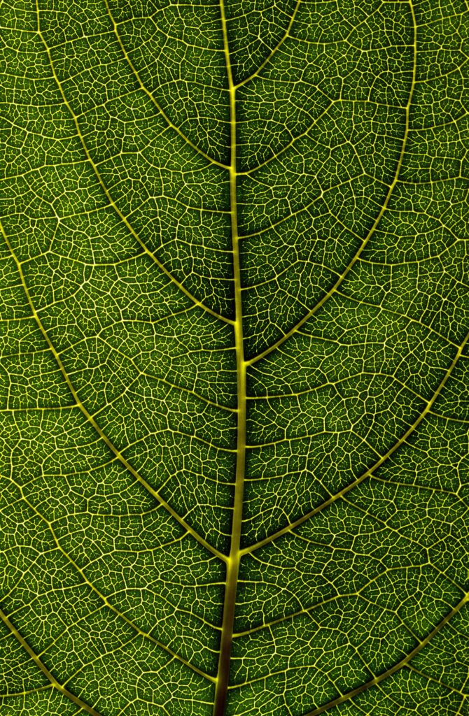 Macro Green Leaf: Detailed Veins & Texture Wallpaper Background