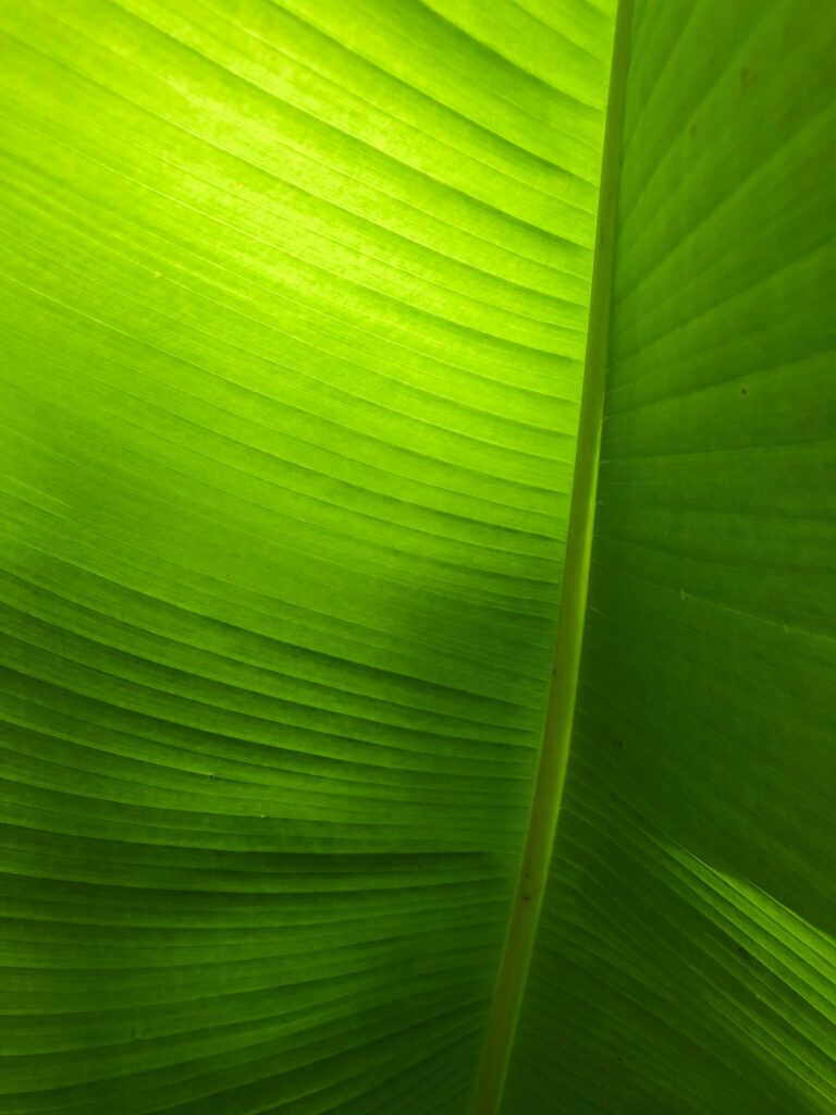 Vivid Green Leaf Macro: Detailed Veins & Texture Wallpaper Background