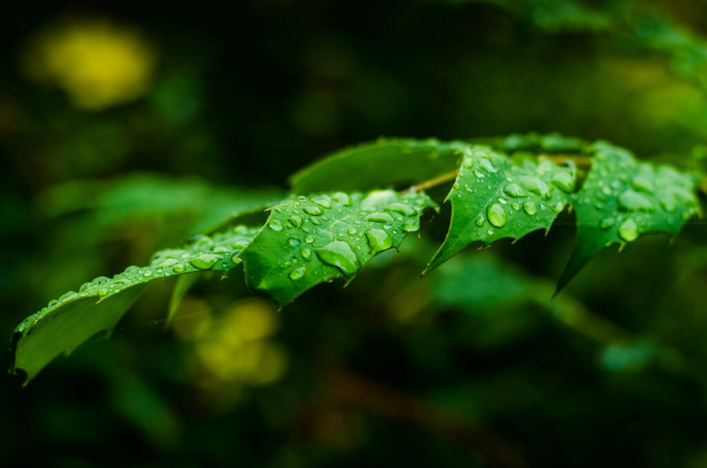 Vibrant Green Leaf with Raindrops - Nature Wallpaper Background