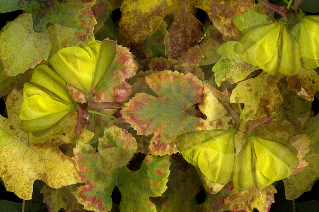 Vibrant Macro Leaf Wallpaper: Nature's Intricate Patterns & Textures