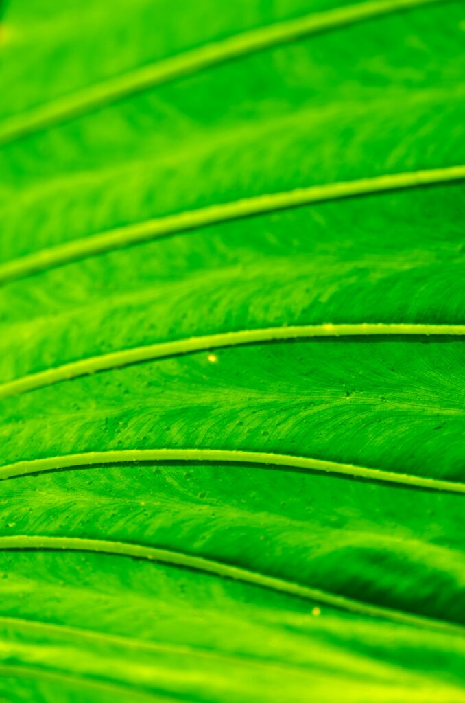 Vibrant Leaf Macro: Intricate Texture & Bright Green Wallpaper Background