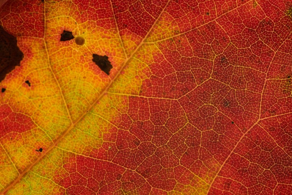 Vibrant Leaf Macro: Intricate Veins in Yellow and Red Wallpaper