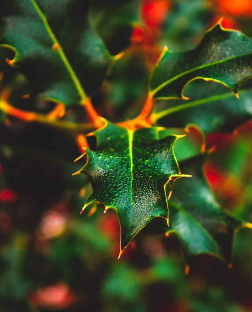 Vibrant Macro Leaf Photo with Spiky Edges & Dewdrop Texture Wallpaper