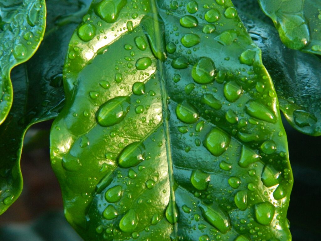 Vibrant Green Leaf with Water Droplets - Stunning Macro Wallpaper