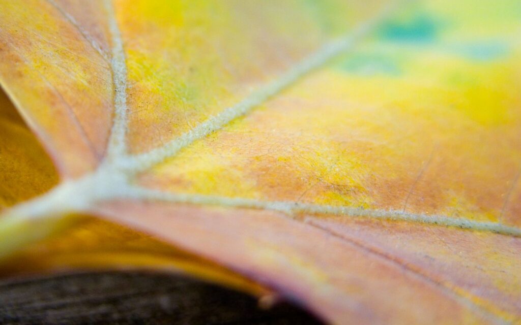 Macro close-up of vibrant textured leaf with yellow orange and green organic patterns wallpaper background