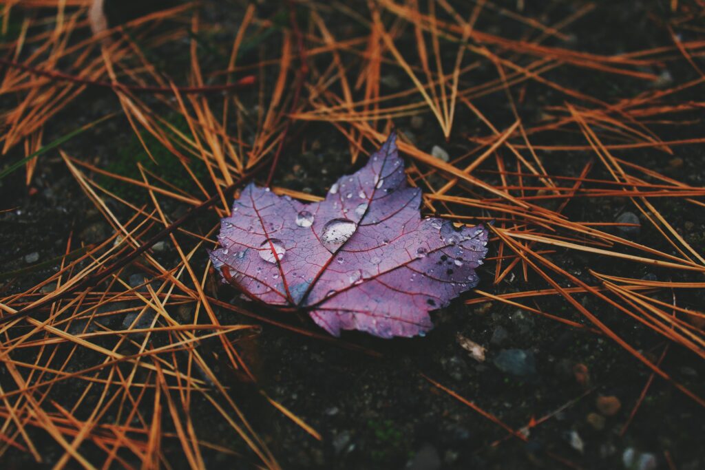 Vibrant Maple Leaf with Rain Droplets - Nature Wallpaper Background