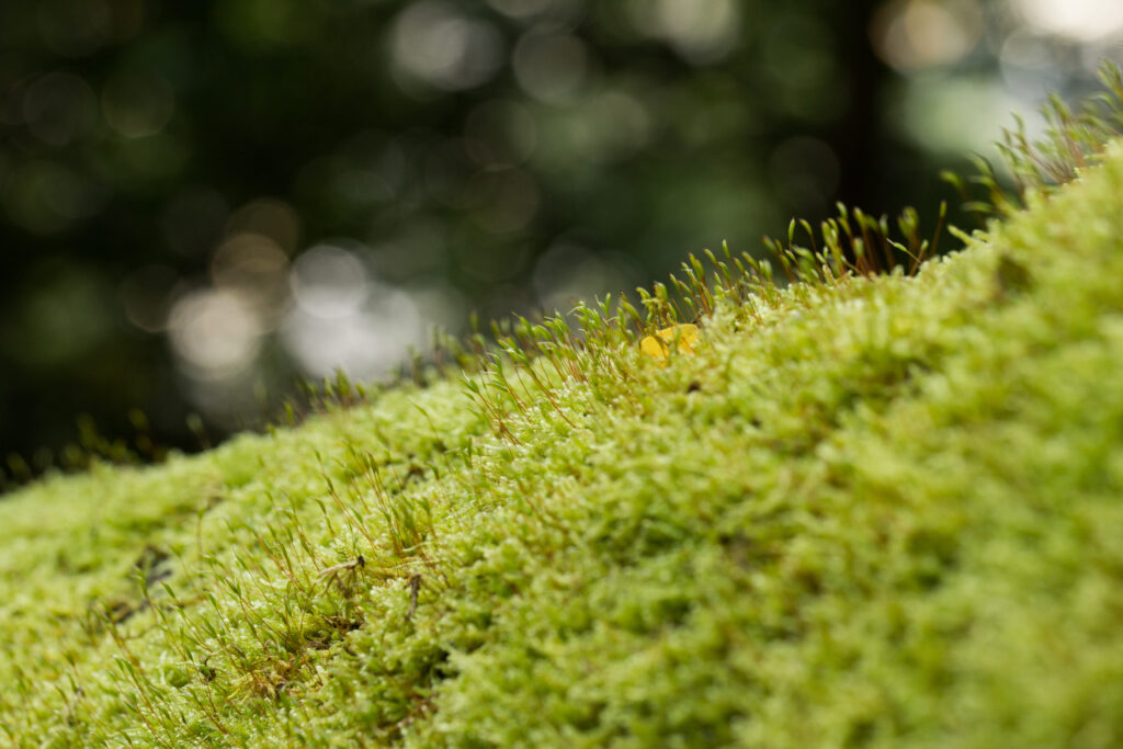 Intricate Green Moss Macro: Textured Nature Wallpaper Background