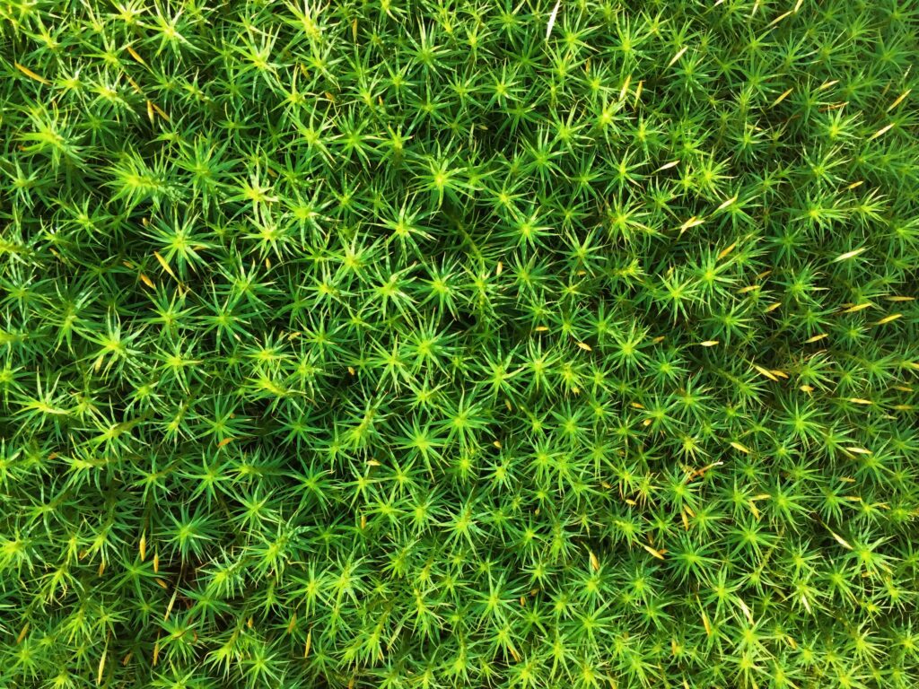 Vibrant Macro Moss: Intricate Texture & Natural Beauty Wallpaper