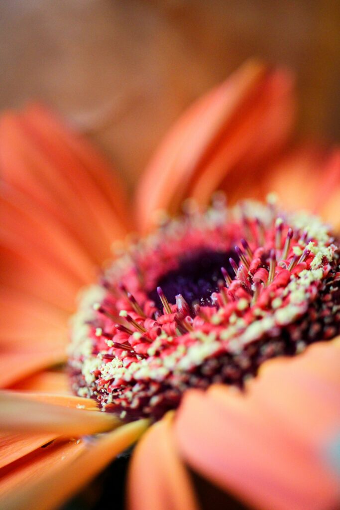 Vibrant Orange Flower Macro: Intricate Petals for Stunning Wallpaper