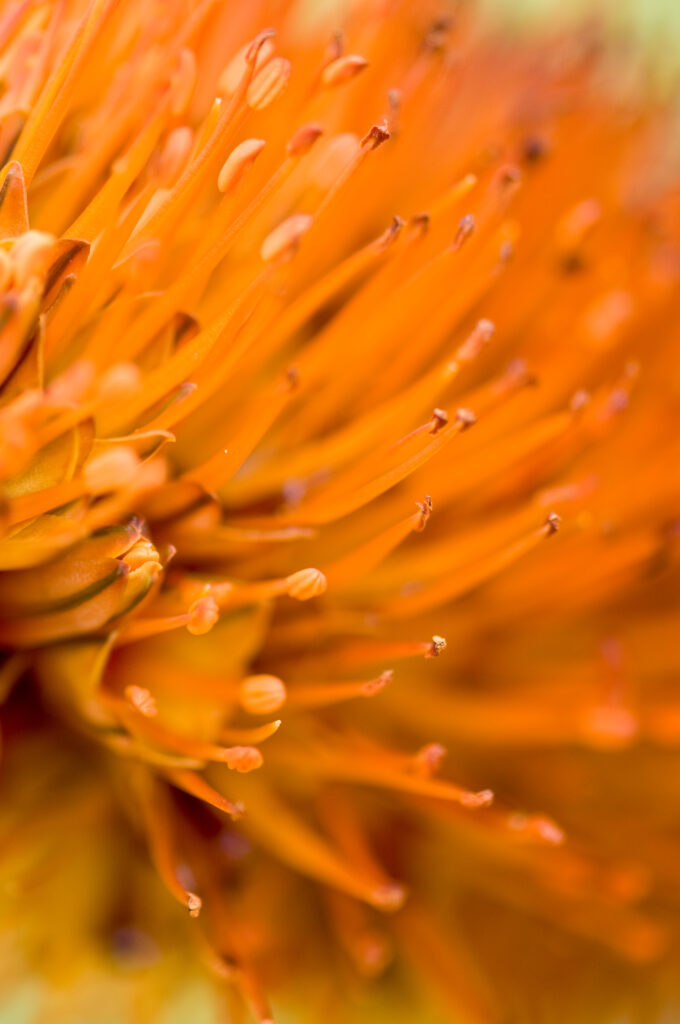 Intricate Macro Shot of Vibrant Orange Flower - Soft Wallpaper Background
