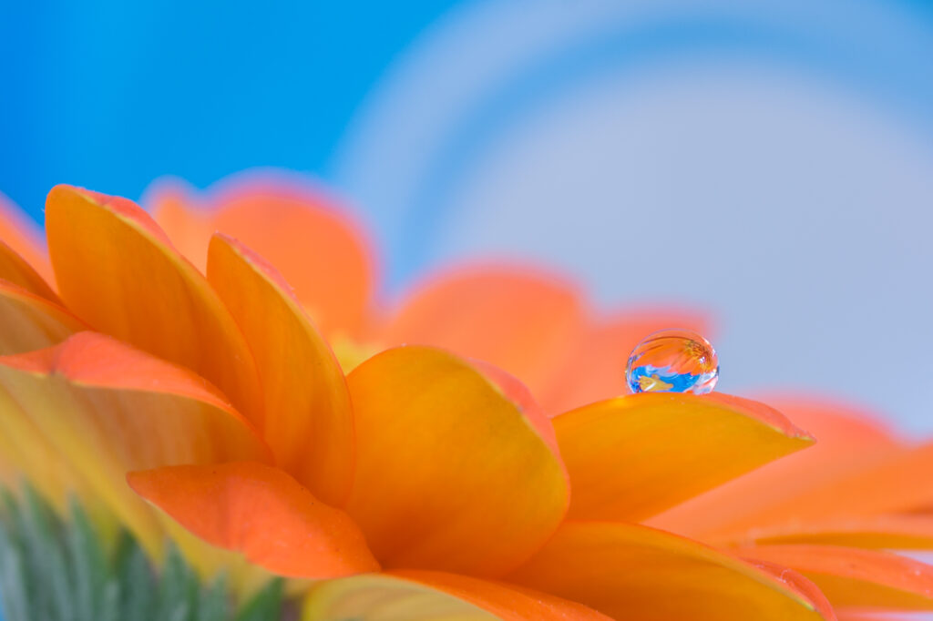 Vibrant Orange Gerbera Flower Macro Wallpaper with Water Droplet