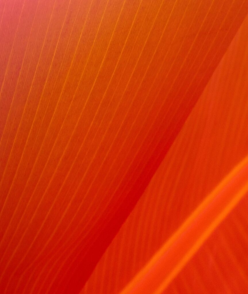 Vibrant Orange Leaf Macro: Textured Stripes for Stunning Wallpaper