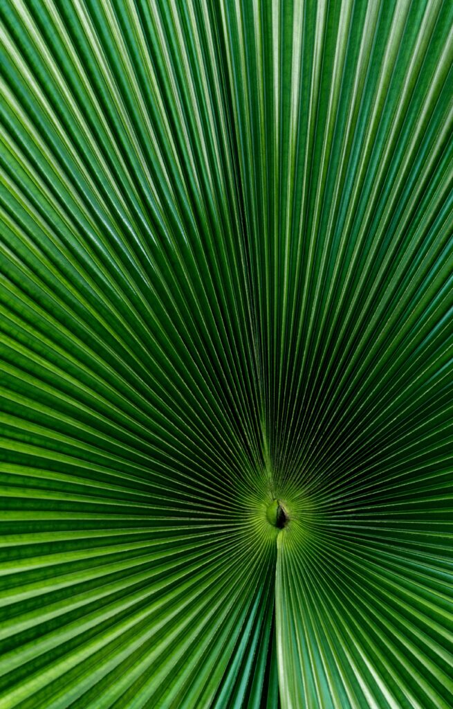 Vibrant Macro Palm Leaf Texture - Nature Wallpaper Background