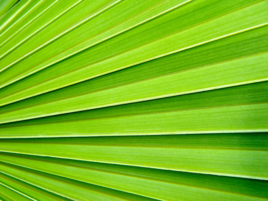 Vibrant Palm Leaf Macro: Natural Texture & Patterns Wallpaper