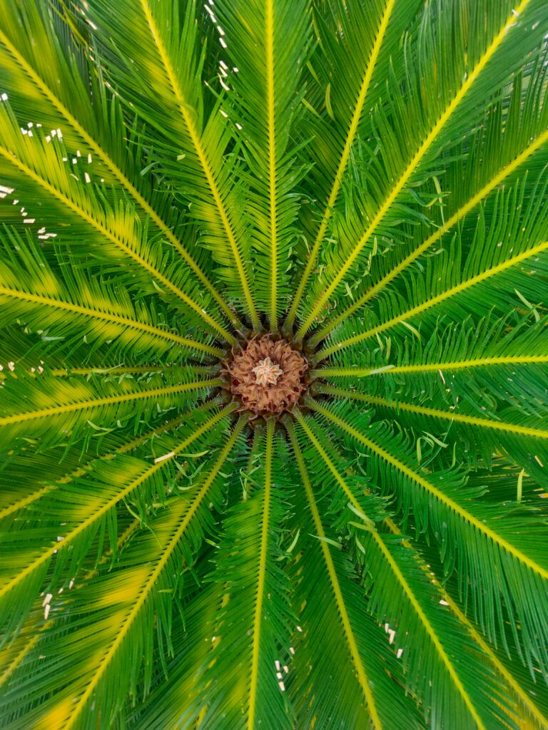 Intricate Green Palm Tree Macro: Symmetrical Leaf Patterns Wallpaper