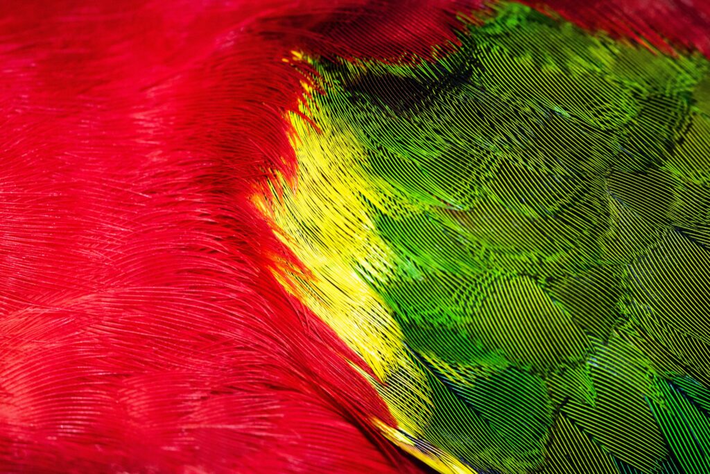 Vibrant Parrot Feather Macro: Bright Red, Green, Yellow Wallpaper