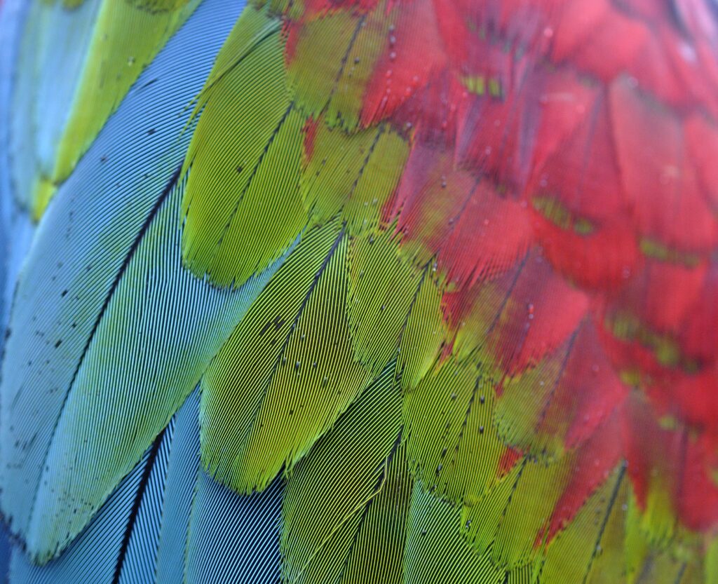 Vibrant Parrot Feathers Macro: Colorful Red, Green & Blue Wallpaper