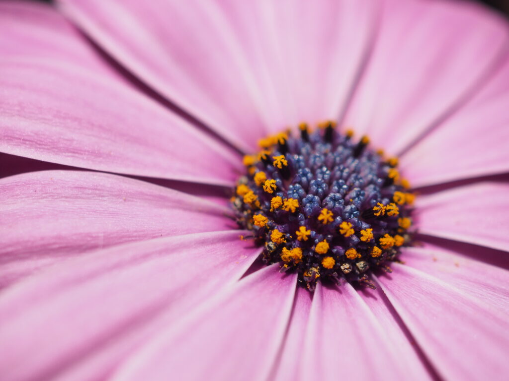 “Vibrant Pink Flower Macro: Detailed Petals & Purple Center Wallpaper”