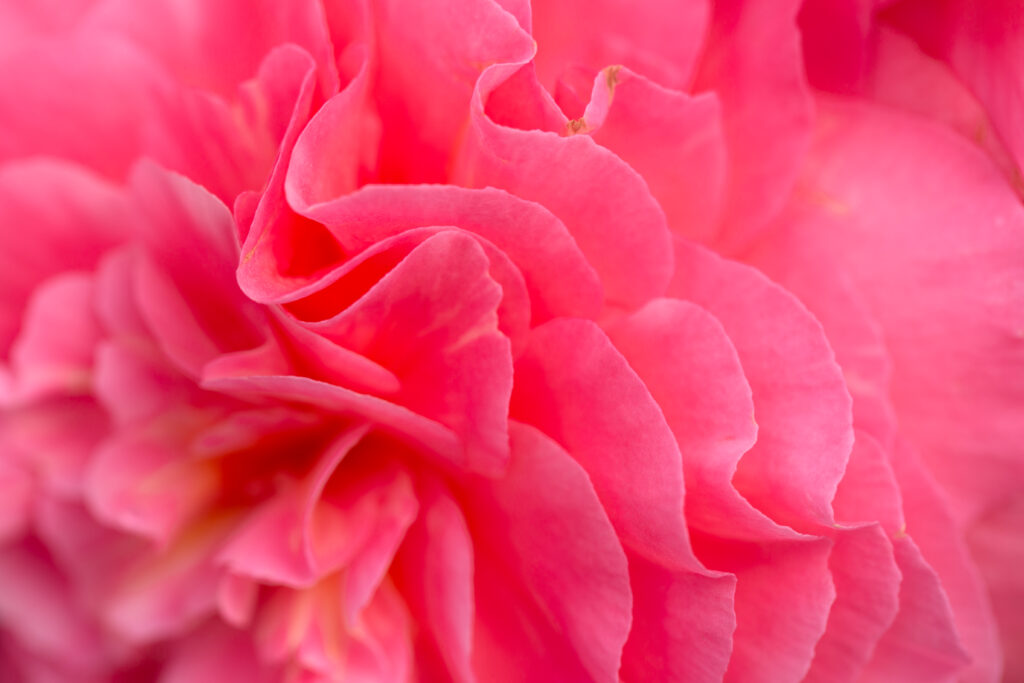 Vivid Macro Shot of Pink Flower Petals - Soft Wallpaper Background