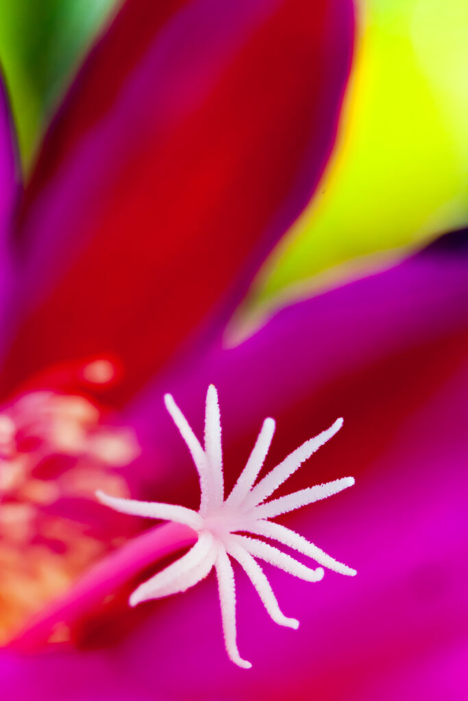 Vibrant Macro Pink Flower with White Pollen - Stunning Wallpaper Background