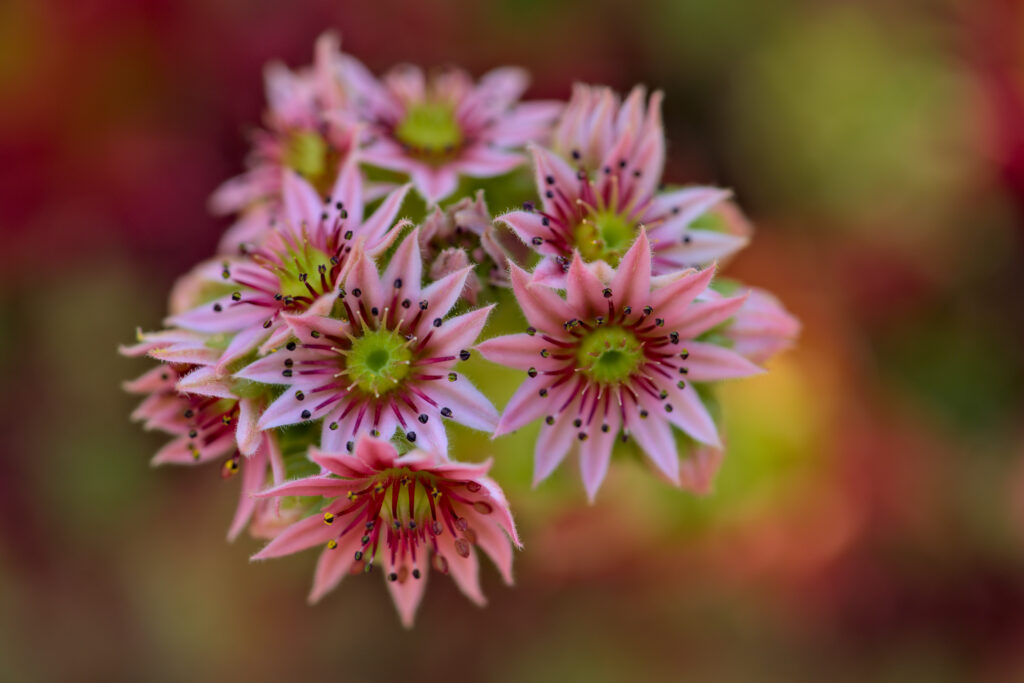 Vibrant Pink Flower Macro Wallpaper Background with Intricate Details