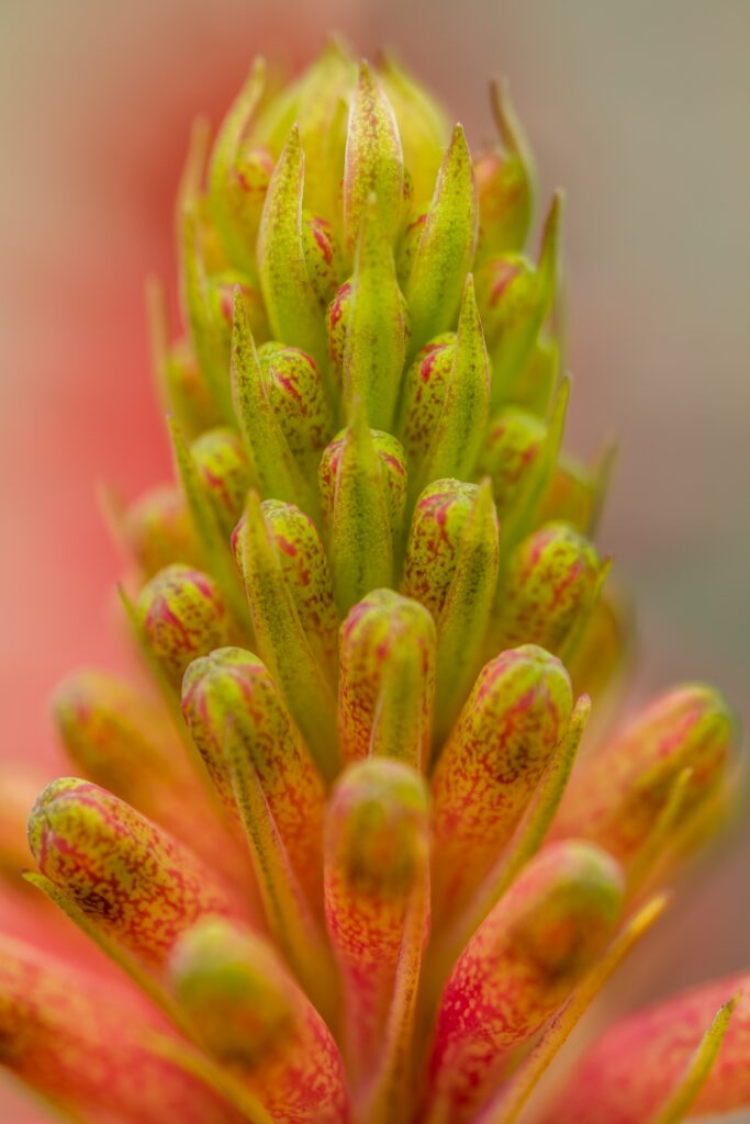 Vibrant Macro Plant Bud Closeup: Green & Red Nature Wallpaper