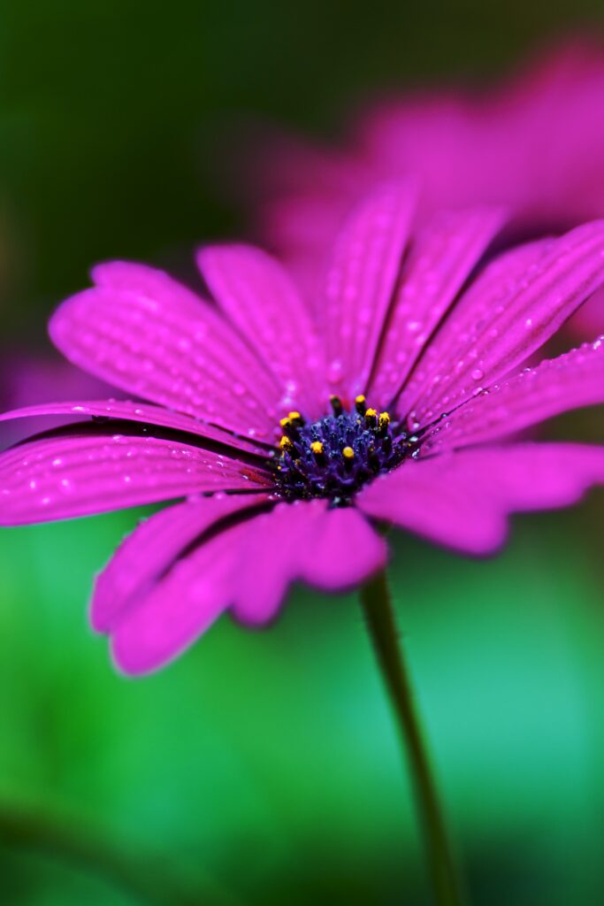 Vibrant Purple Flower Macro with Water Droplets - Wallpaper Background