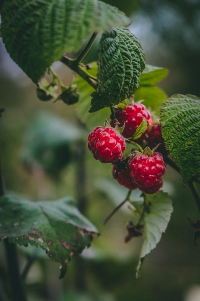 Vibrant Ripe Red Raspberries Macro Image - Natural Beauty Wallpaper