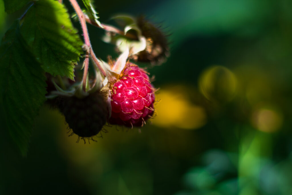 Vibrant Macro Raspberry Image: Lush Foliage Wallpaper Background