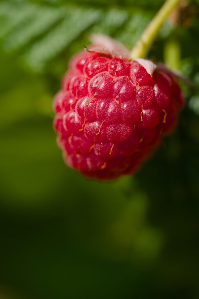 Vibrant Red Raspberry Macro: Textured Wallpaper Background