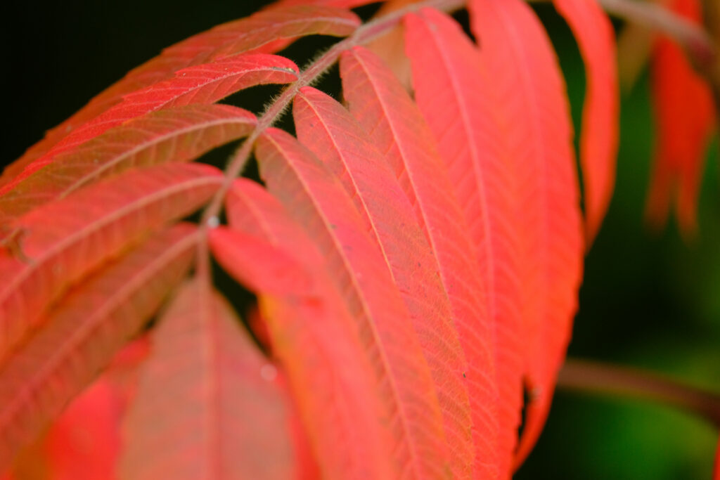 Vibrant Red Autumn Leaves Macro Wallpaper Background