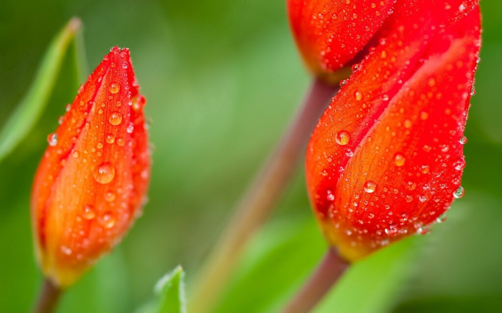 Vibrant Red Flower Buds Macro Image with Water Droplets - Wallpaper