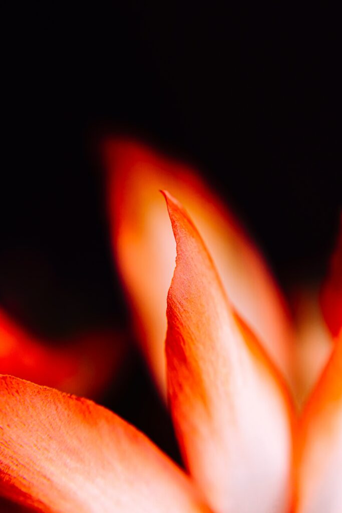 Vibrant Red Flower Petals Macro Shot | Dark Background Wallpaper