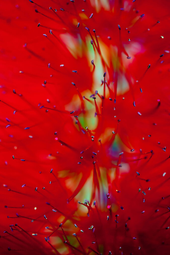 Vivid Macro Red Flower Wallpaper: Intricate Petals & Fine Pollen Details