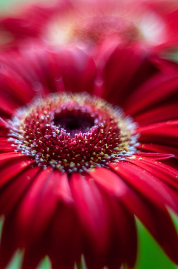 Vibrant Red Flower Macro: Detailed Textures for Stunning Wallpaper