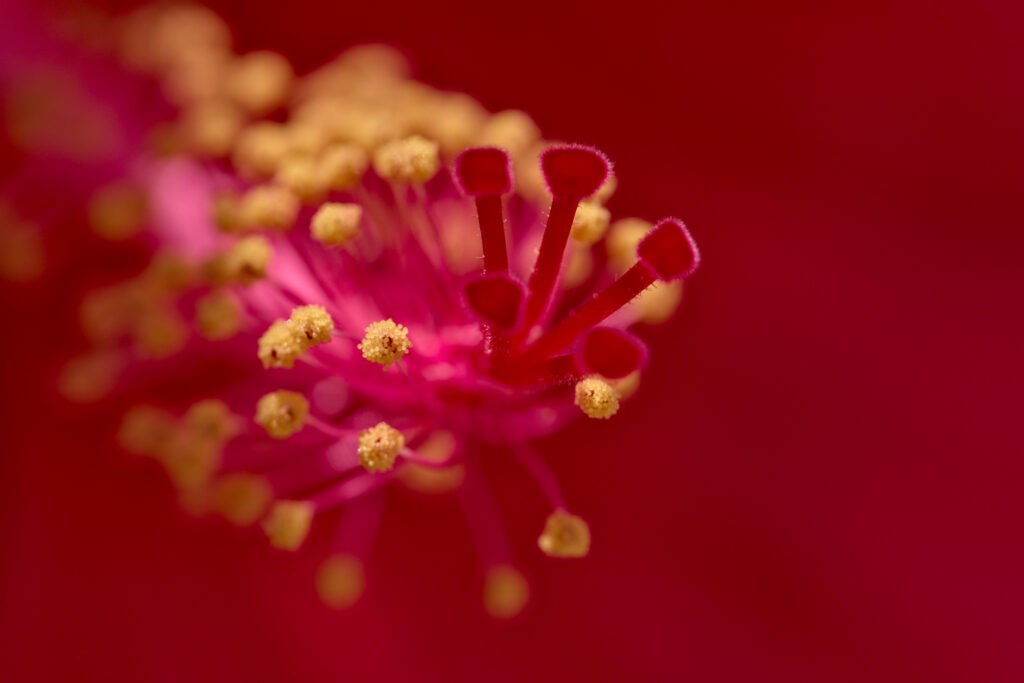 Vibrant Macro Red Hibiscus: Intricate Pollen & Pistils Wallpaper