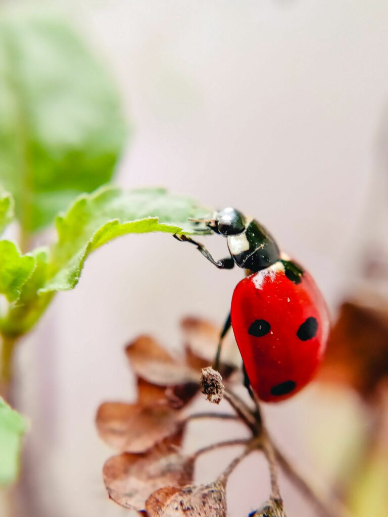 Vibrant Red Ladybug on Green Leaf - Stunning Macro Wallpaper