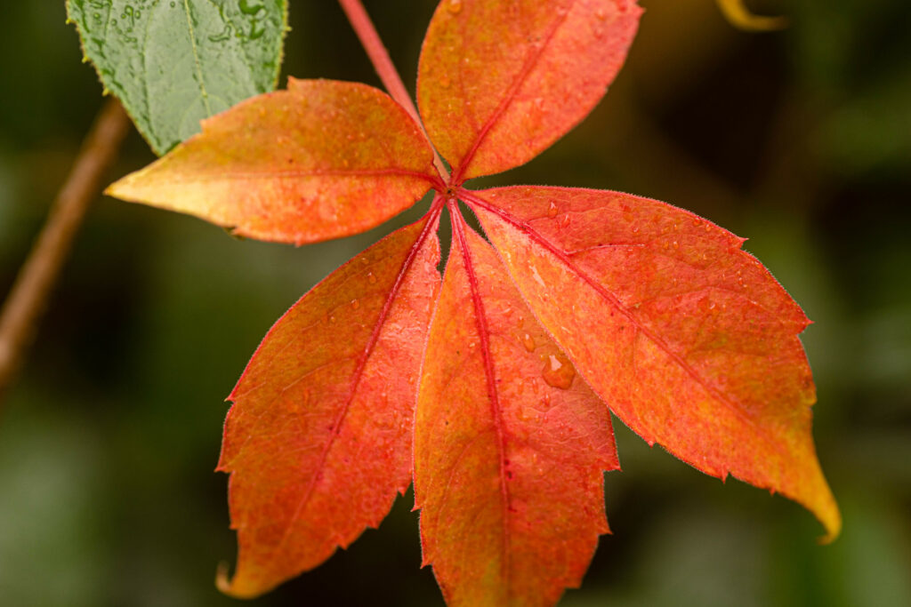 Stunning Red Leaf Macro: Water Drops & Textured Veins Wallpaper