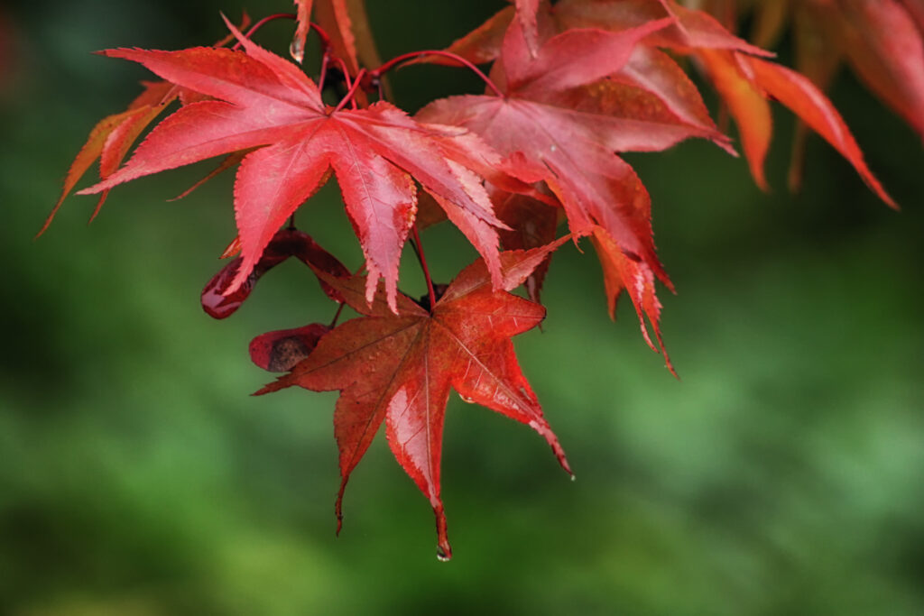 Vibrant Macro of Red Maple Leaves with Water Drops - Wallpaper