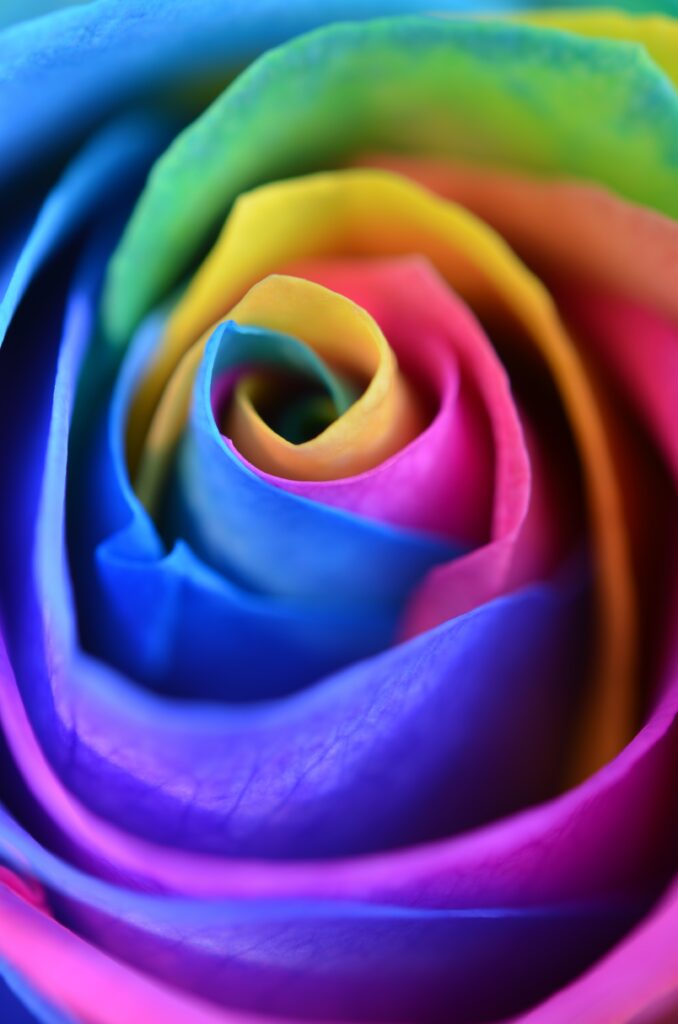 Vibrant Macro Rose Image: Colorful Petals for Stunning Wallpaper
