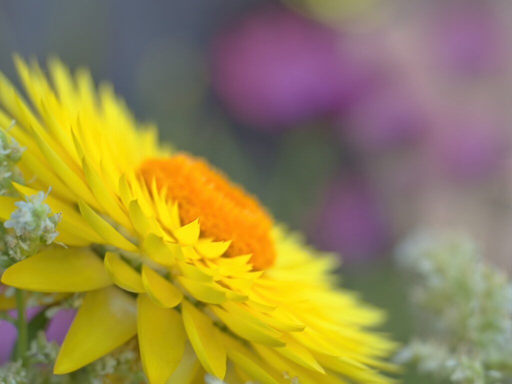 Vibrant Macro of Golden Everlasting Flower - Bright Floral Wallpaper