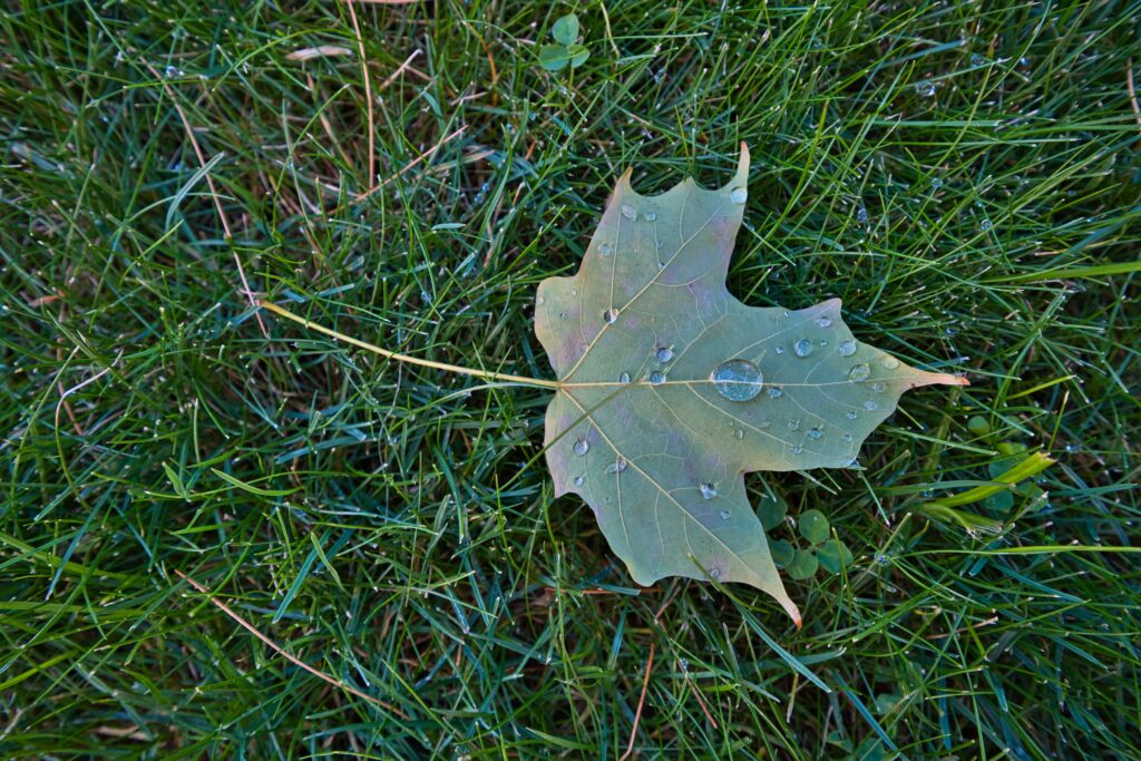 Vibrant Green Maple Leaf with Water Droplets – Wallpaper Background