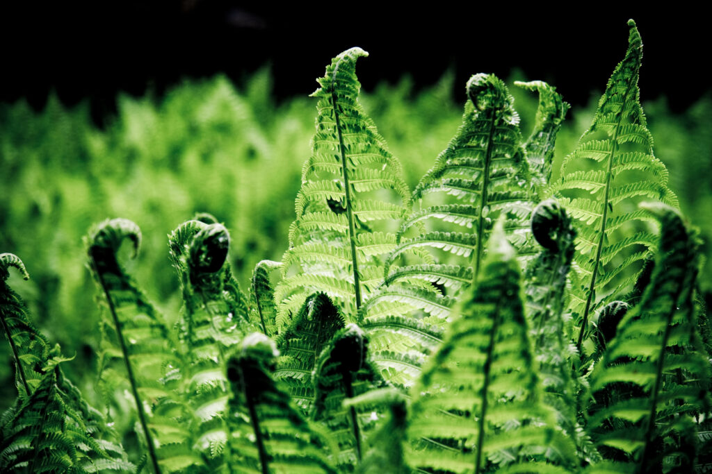 Lush Green Fern Leaves: Intricate Macro Nature Wallpaper Background