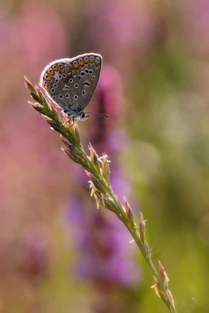 Vibrant Lycaenidae Butterfly Macro Shot Wallpaper Background