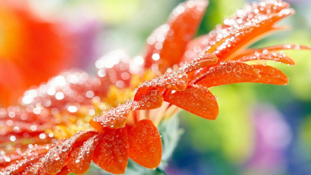 Vibrant Orange Flower with Dew Drops - Colorful Wallpaper Background