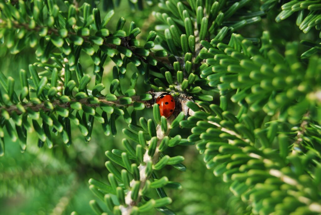 Vibrant Red Ladybug Macro on Green Branches - Nature Wallpaper
