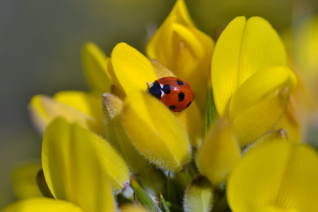 Vibrant Red Ladybug on Yellow Flower Petals - Nature Wallpaper