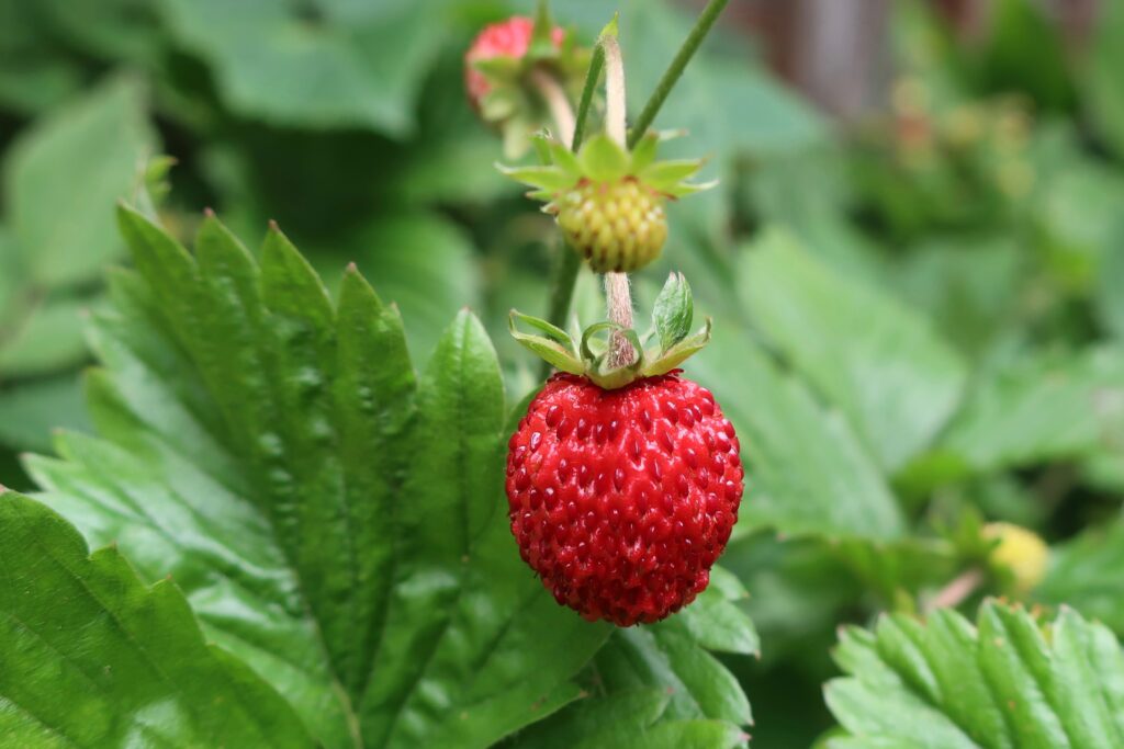 Vibrant Macro Shot of Ripe Red Wild Strawberry | Green Leaf Wallpaper