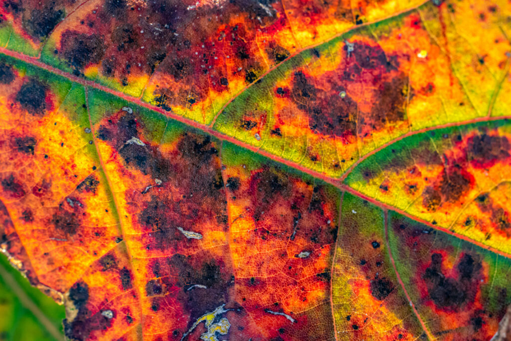 Vibrant Autumn Leaf Macro Shot | Colorful Patterns & Intricate Veins Wallpaper